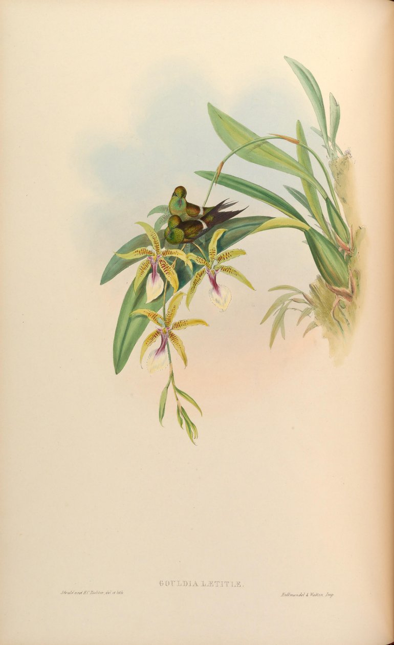 Gouldia joy = Örömdiszkor az Oncidiummal alkotó: John Gould