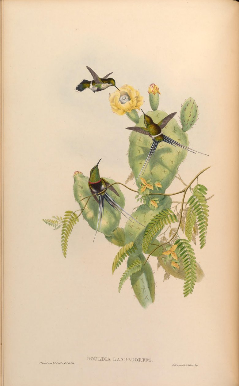 Gouldia langsdorffi = Discosura langsdorffi langsdorffi alkotó: John Gould