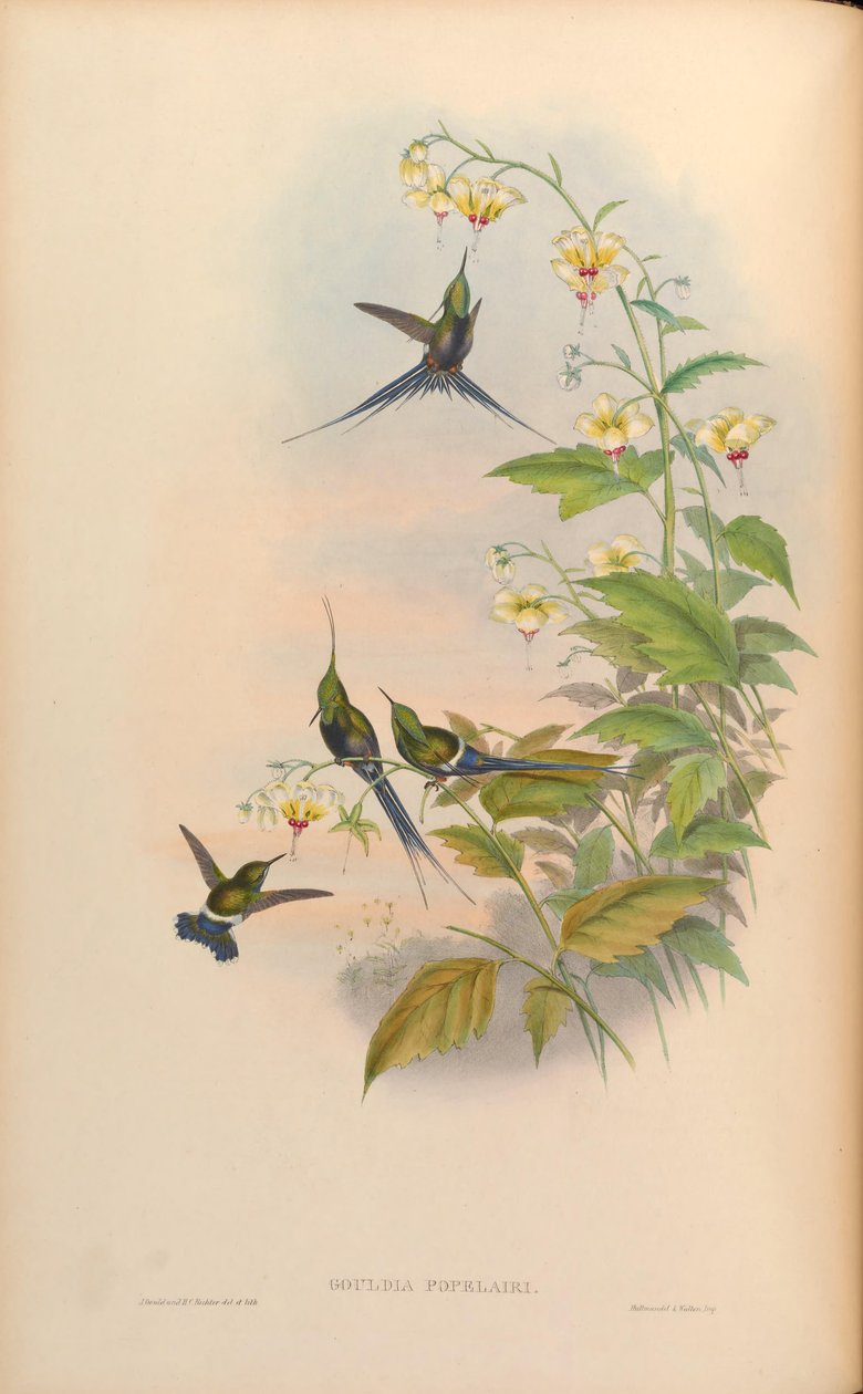 Gouldia popelairii = Discosura popelairii [2] alkotó: John Gould