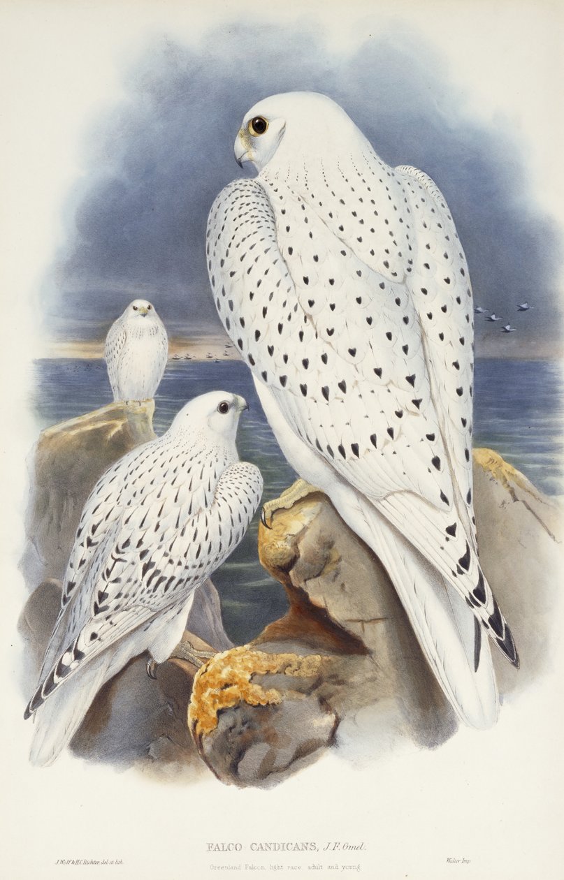 Grönlandi sólyom, 1862-1873 alkotó: John Gould
