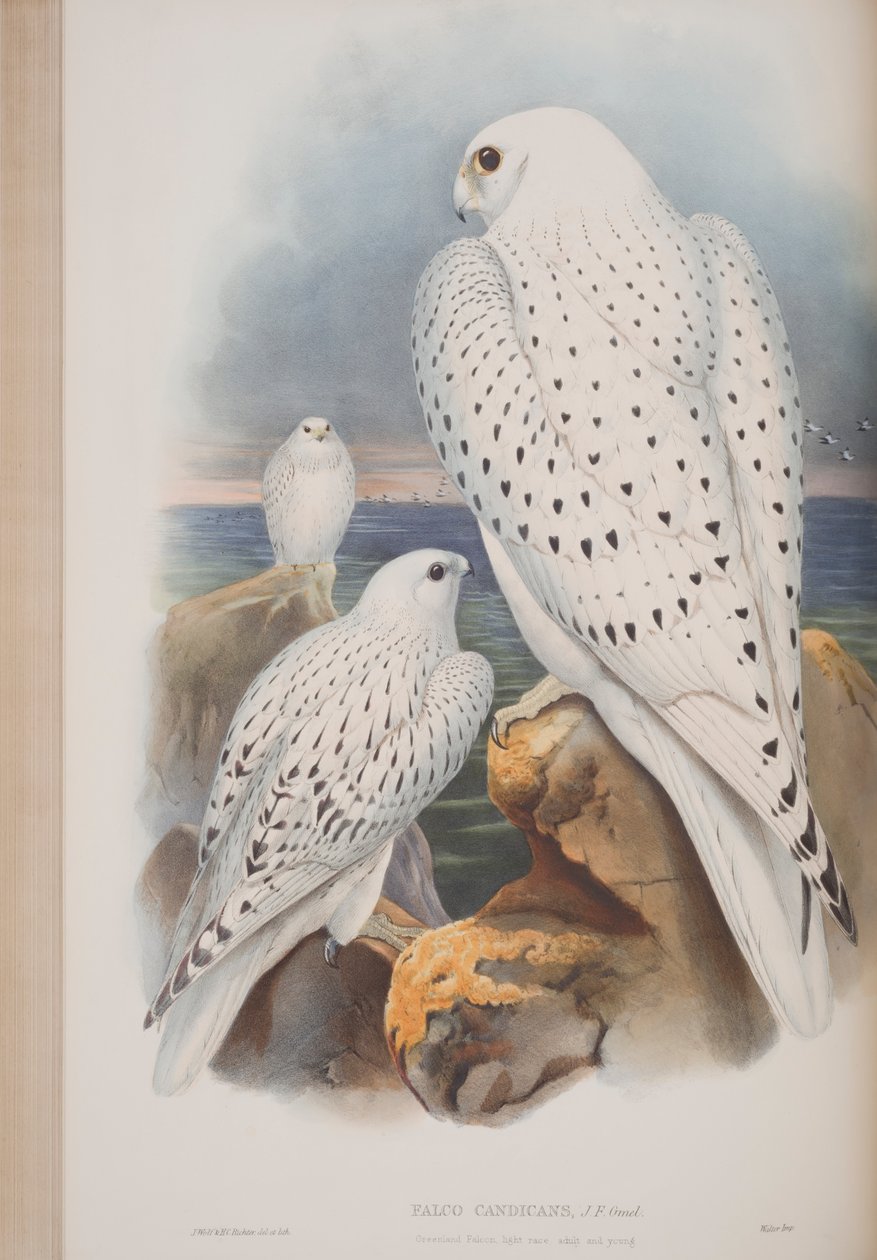 Grönlandi sólyom, tábla a John Gould által 1862-73-ban kiadott The Birds of Great Britain (kézi színes litográfia) című kötetből. alkotó: John Gould