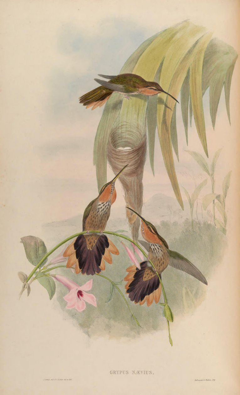 Grypus naevius = Ramphodon naevius alkotó: John Gould