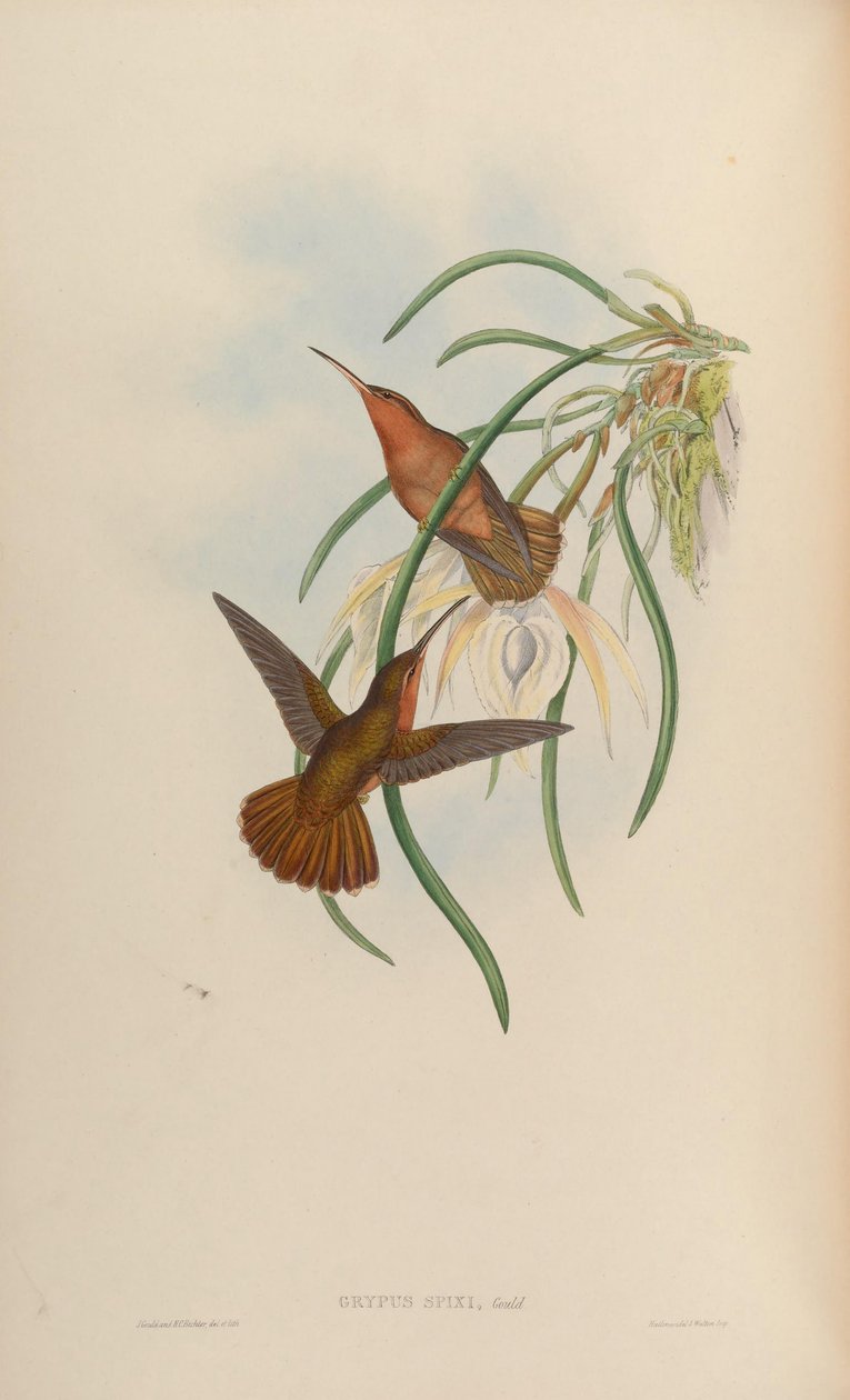 Grypus spixi alkotó: John Gould