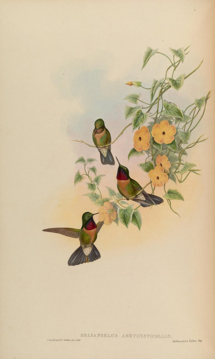 Heliangelus amethysticollis alkotó: John Gould