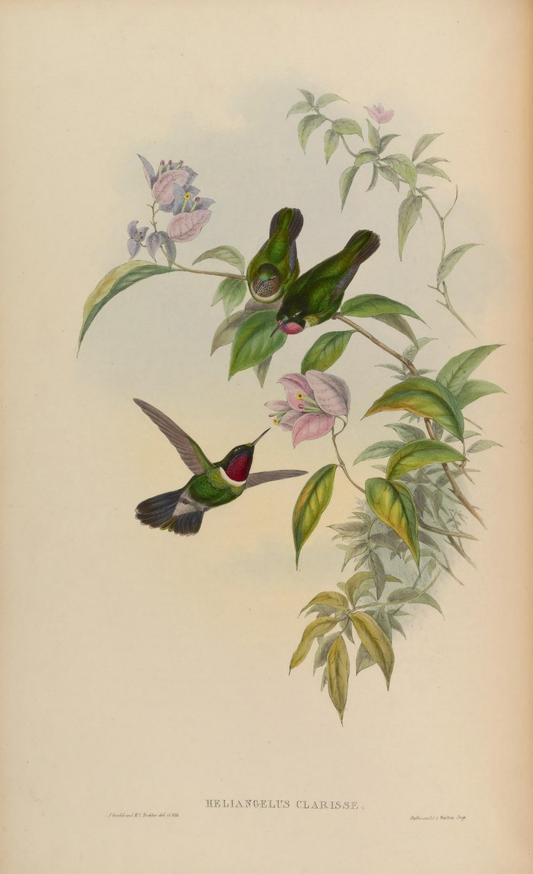 Heliangelus Clarissae = Heliangelus amethysticollis clarisse alkotó: John Gould