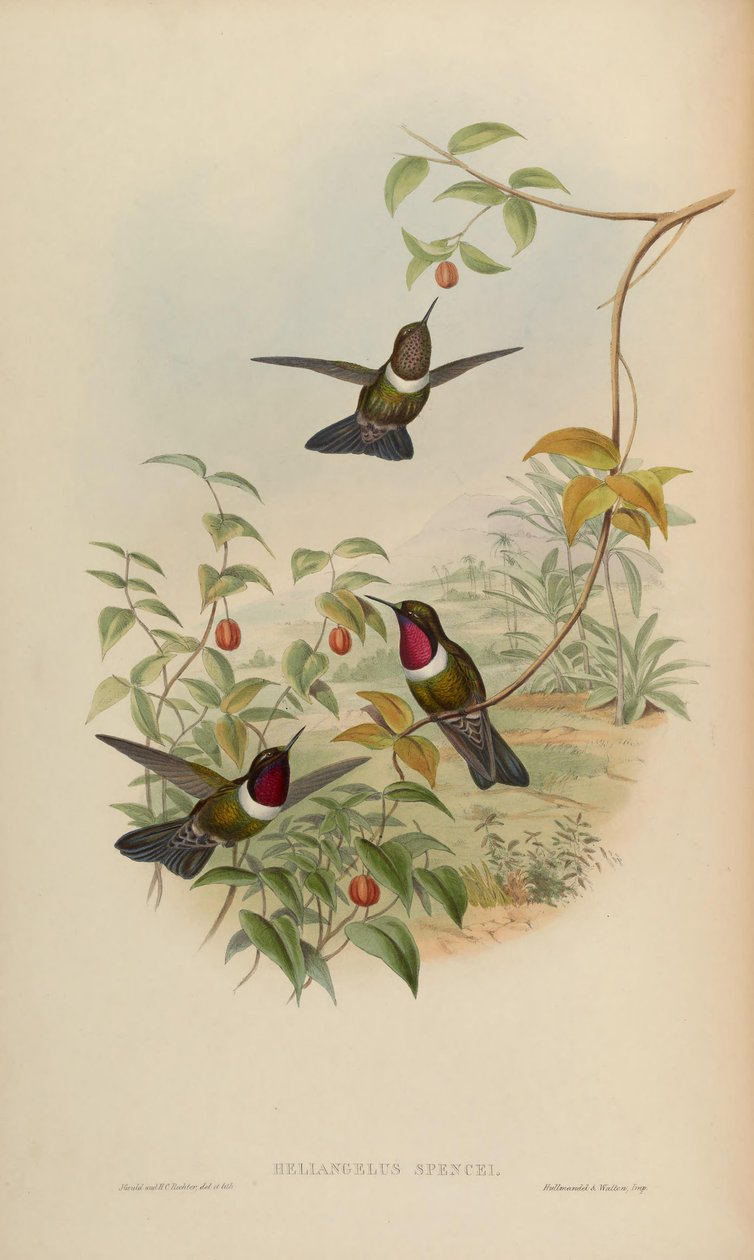 Heliangelus spencei = Heliangelus amethysticollis spencei alkotó: John Gould