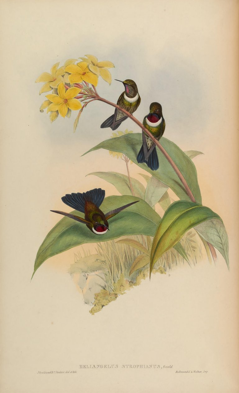 Heliangelus strophianus alkotó: John Gould