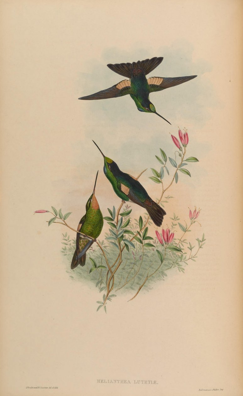Helianthea lutetiae = Coelena lutetiae alkotó: John Gould