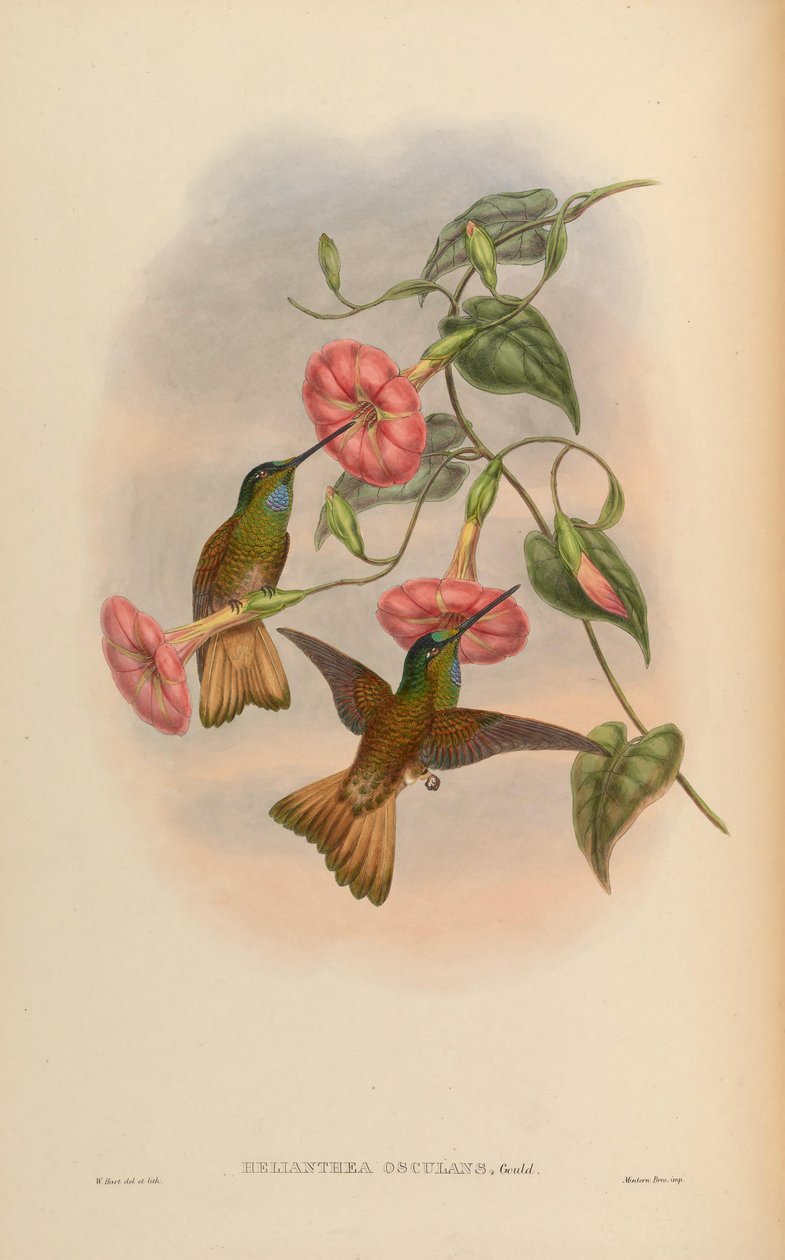 Helianthea csók = Coeligene csók alkotó: John Gould