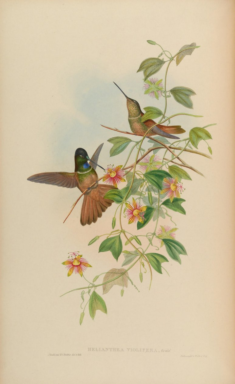 Helianthea violifera = Coeligena violifer alkotó: John Gould
