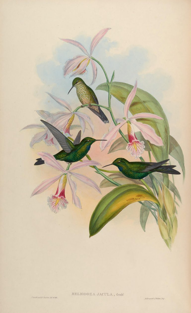 Heliodox darts alkotó: John Gould