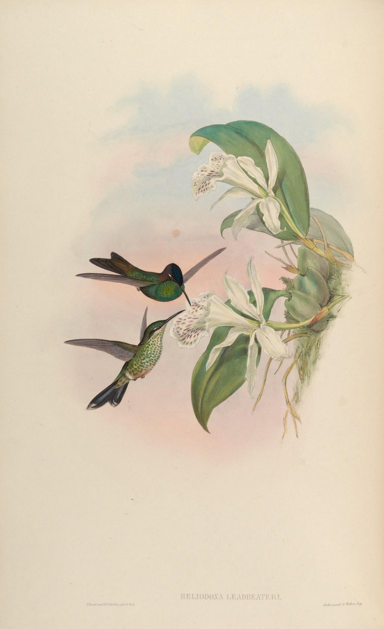 Heliodoxa leadbeateri alkotó: John Gould