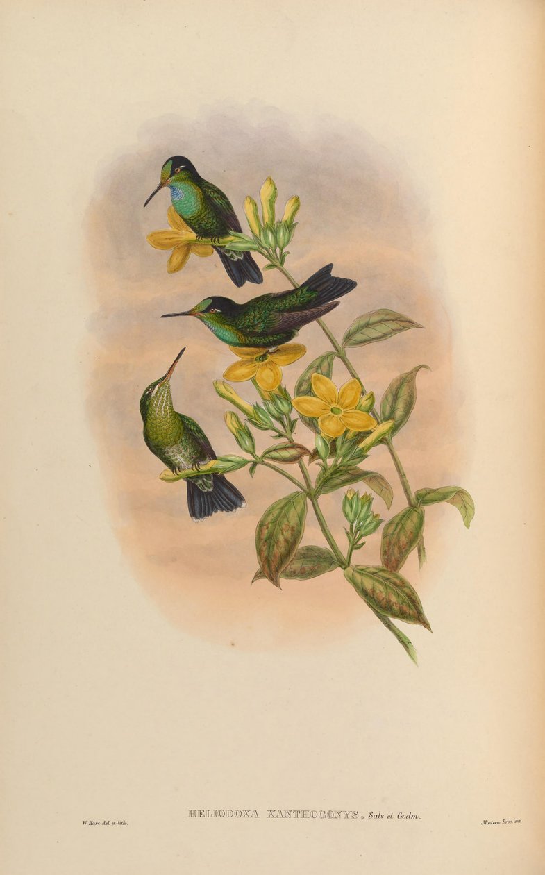 Heliodoxa xanthogonys alkotó: John Gould