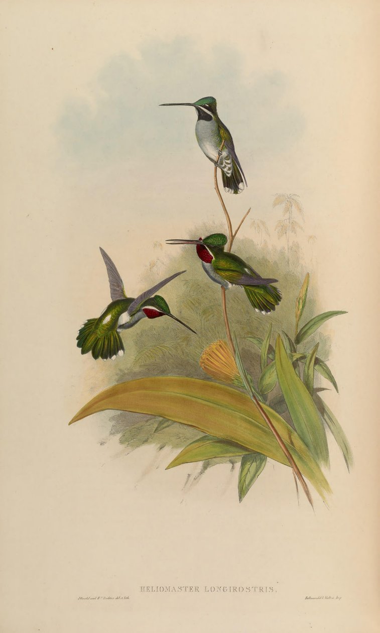 Heliomaster longirostris alkotó: John Gould