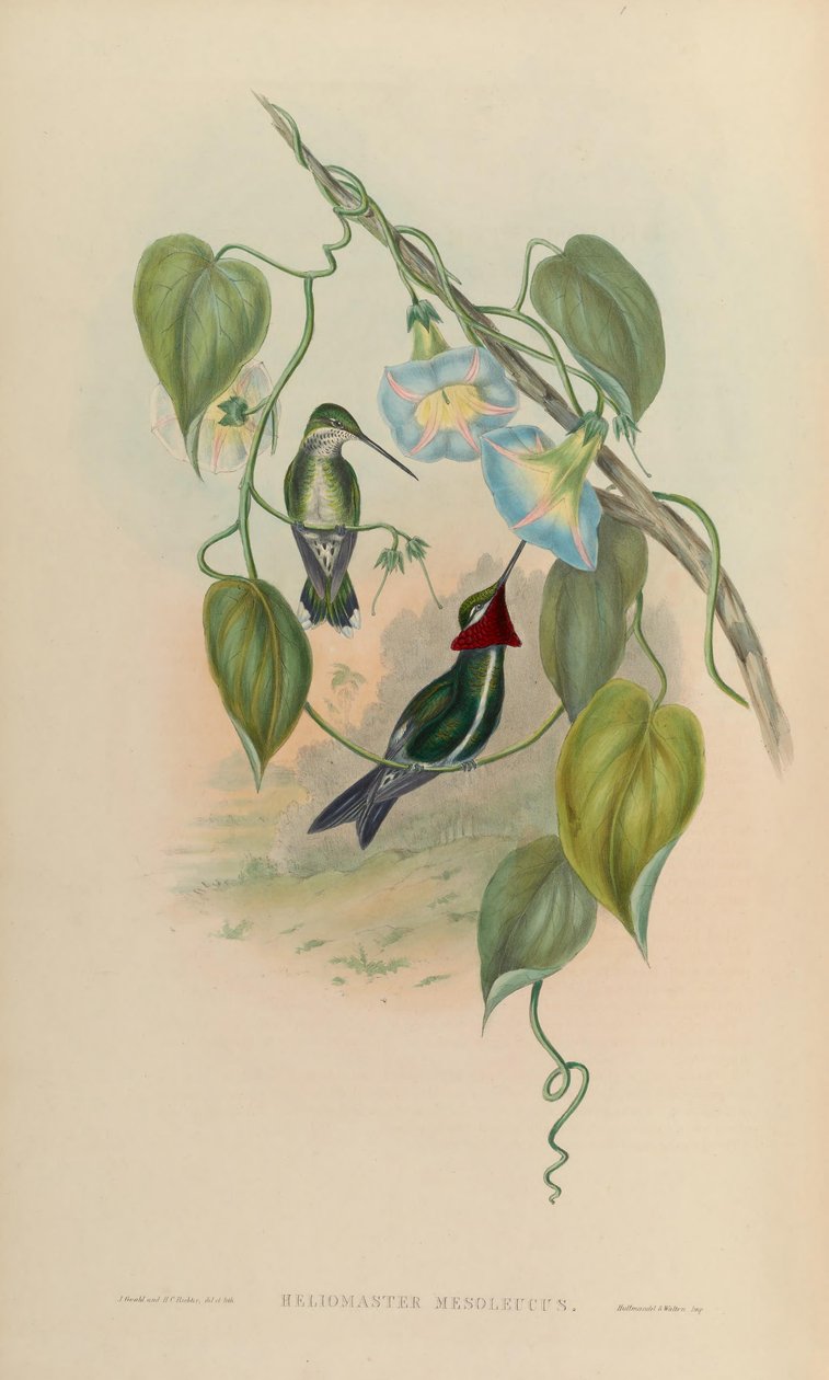 Heliomaster mesoleucus = Heliomaster squamosus alkotó: John Gould
