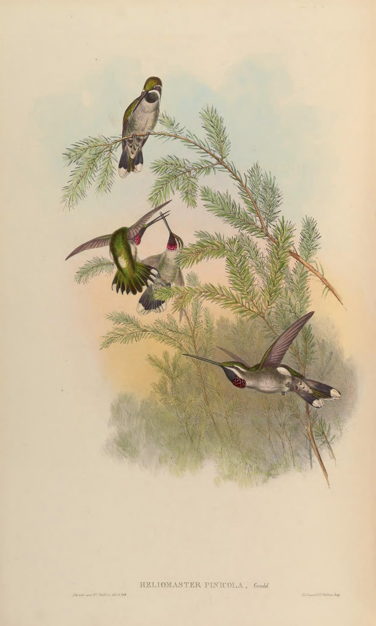 Heliomaster pinicola = Heliomaster constantii alkotó: John Gould