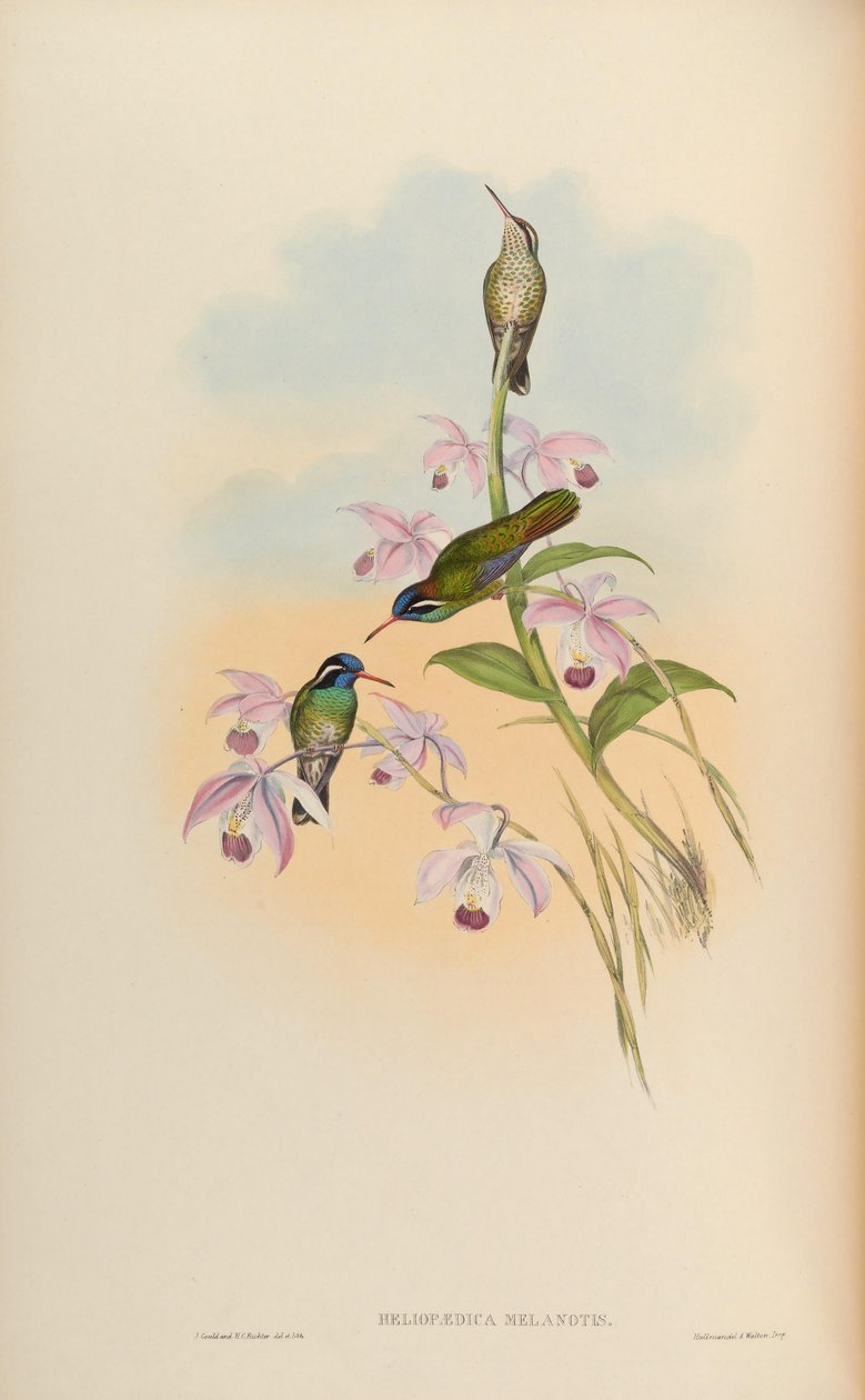 Heliopaedica melanotis = Basilinna leucotis alkotó: John Gould