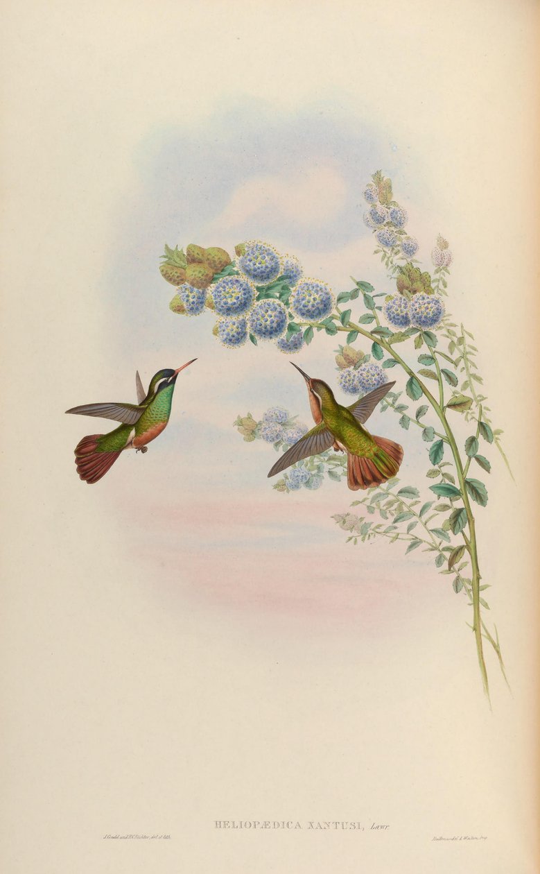 Heliopedike xanthusi = Basilina xantusii alkotó: John Gould