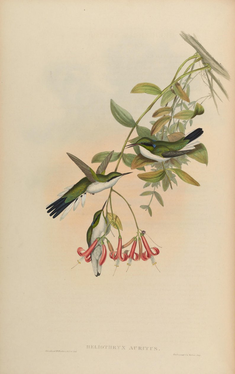 Heliothryx auritus alkotó: John Gould