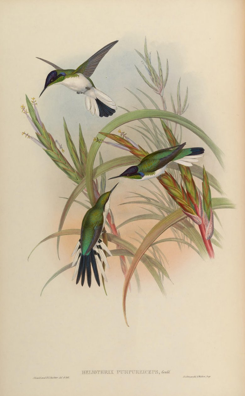 Heliothryx purpureiceps = Heliothryx barroti purpureiceps alkotó: John Gould
