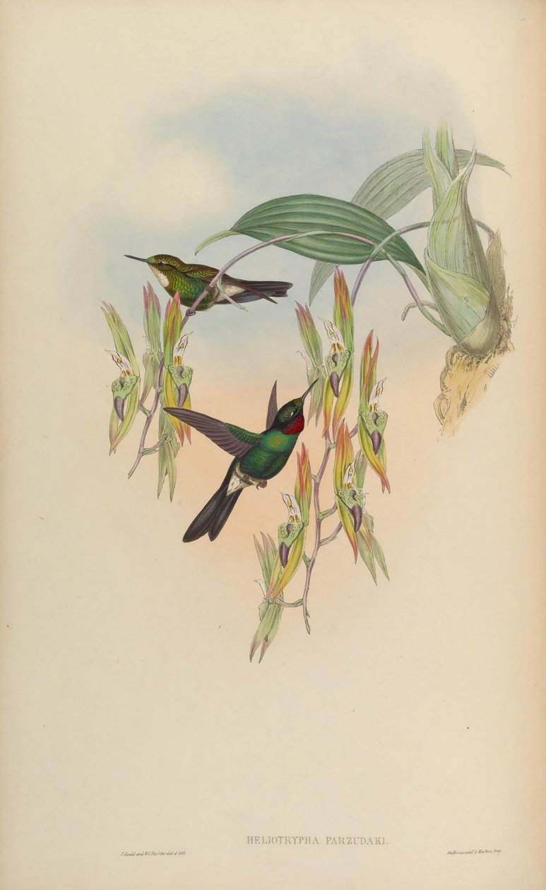 Heliotrypha parzudaki = Heliangelus alkotó: John Gould