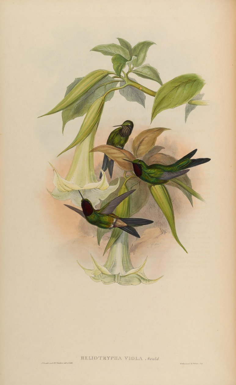 Heliotrypha viola = Heliangelus viola alkotó: John Gould