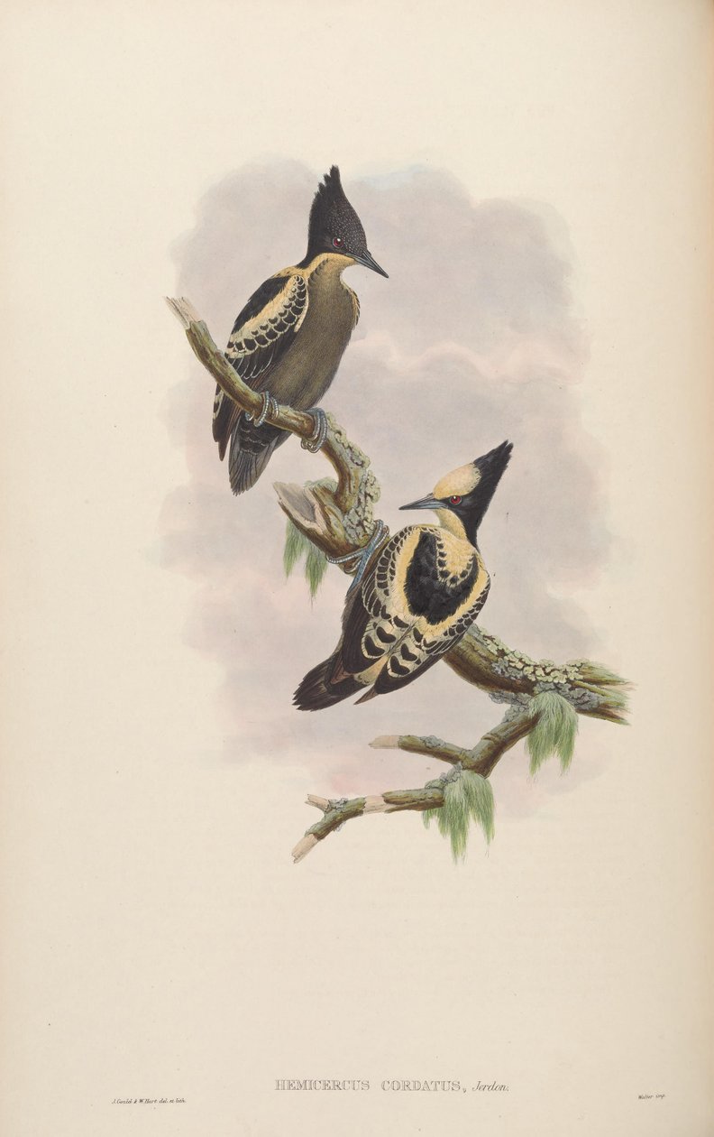 Hemicercus cordatus = Hemicircus ének [2] alkotó: John Gould