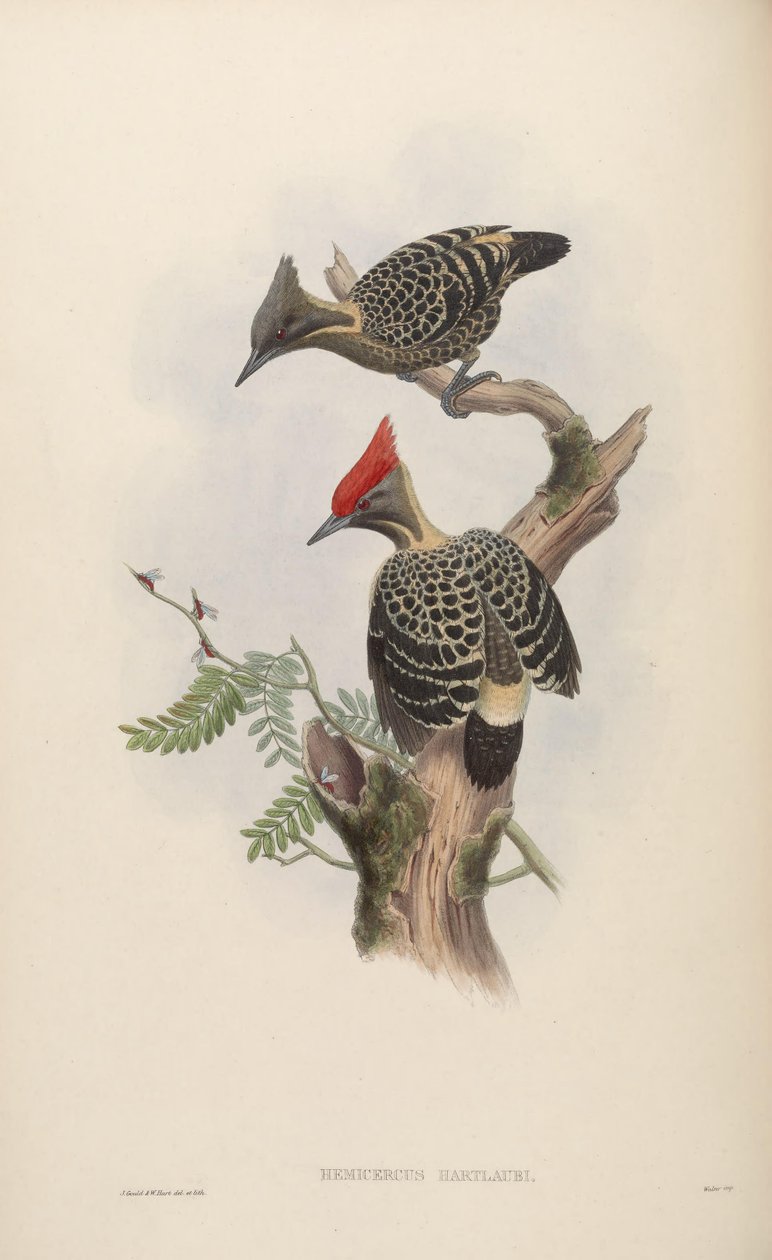 Hemicercus hartlaubi = Hemicircus piszkos beton [2] alkotó: John Gould