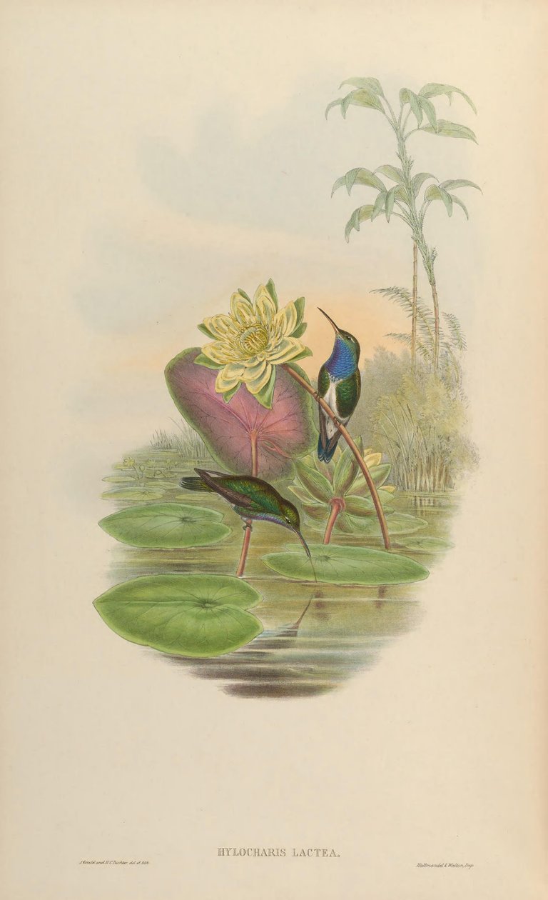 Hylocharis lactea = Amazilia lactea alkotó: John Gould