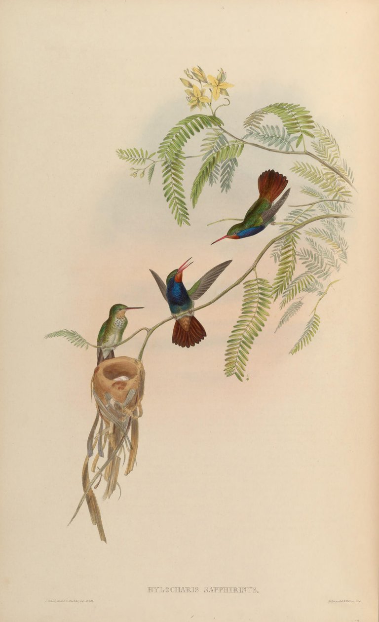 Hylocharis sapphirina alkotó: John Gould