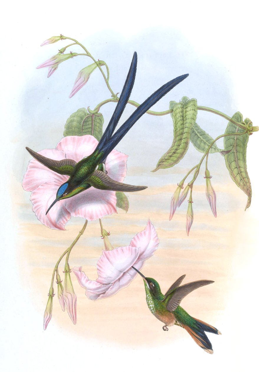 Hylonympha macrocerca alkotó: John Gould