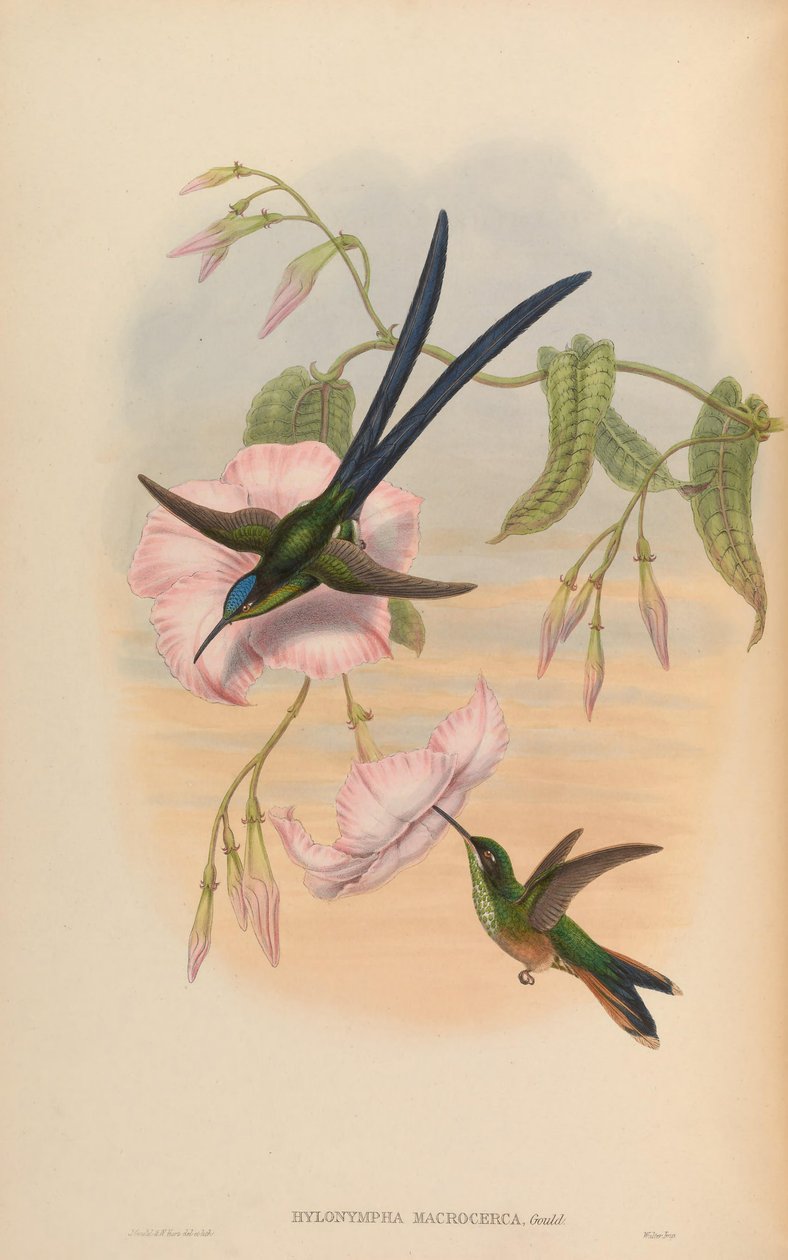 Hylonympha macrocerca alkotó: John Gould