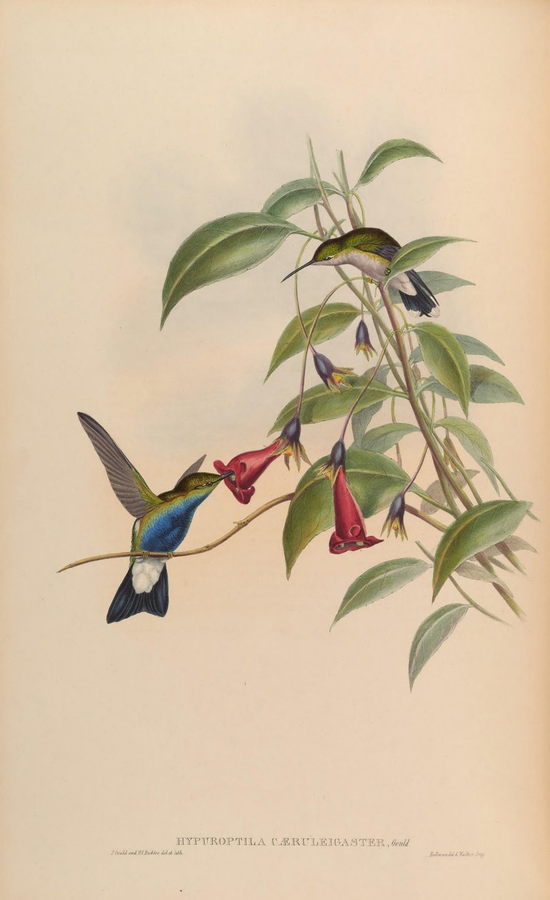 Hypuroptila caeruleigaster = Chalybura buffonii caeruleogaster alkotó: John Gould