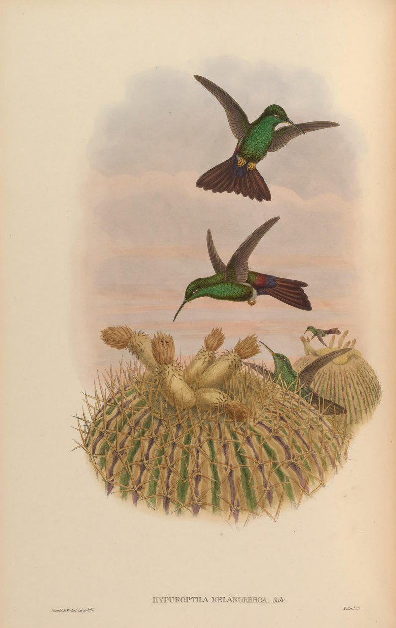 Hypuroptila melanorrhoa = Chalybura urochrysia alkotó: John Gould