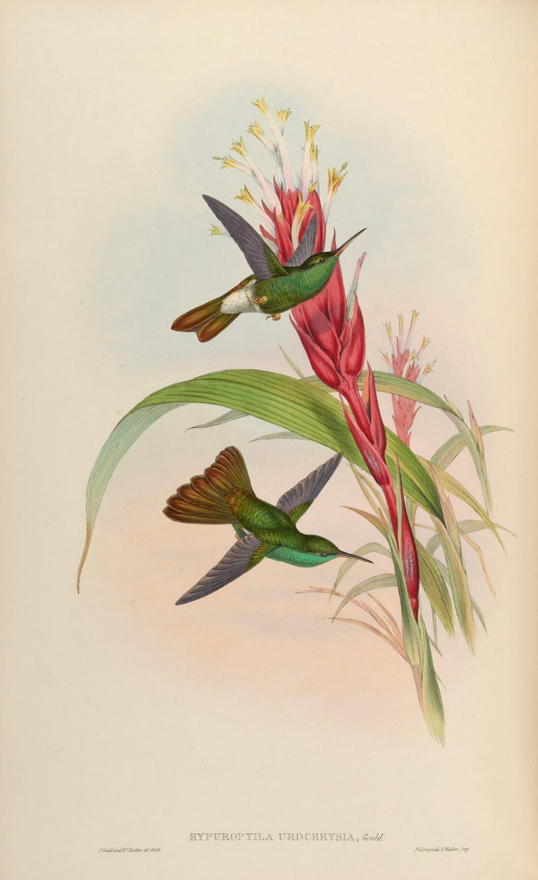 Hypuroptila urochrysia = Chalybura urochrysia alkotó: John Gould