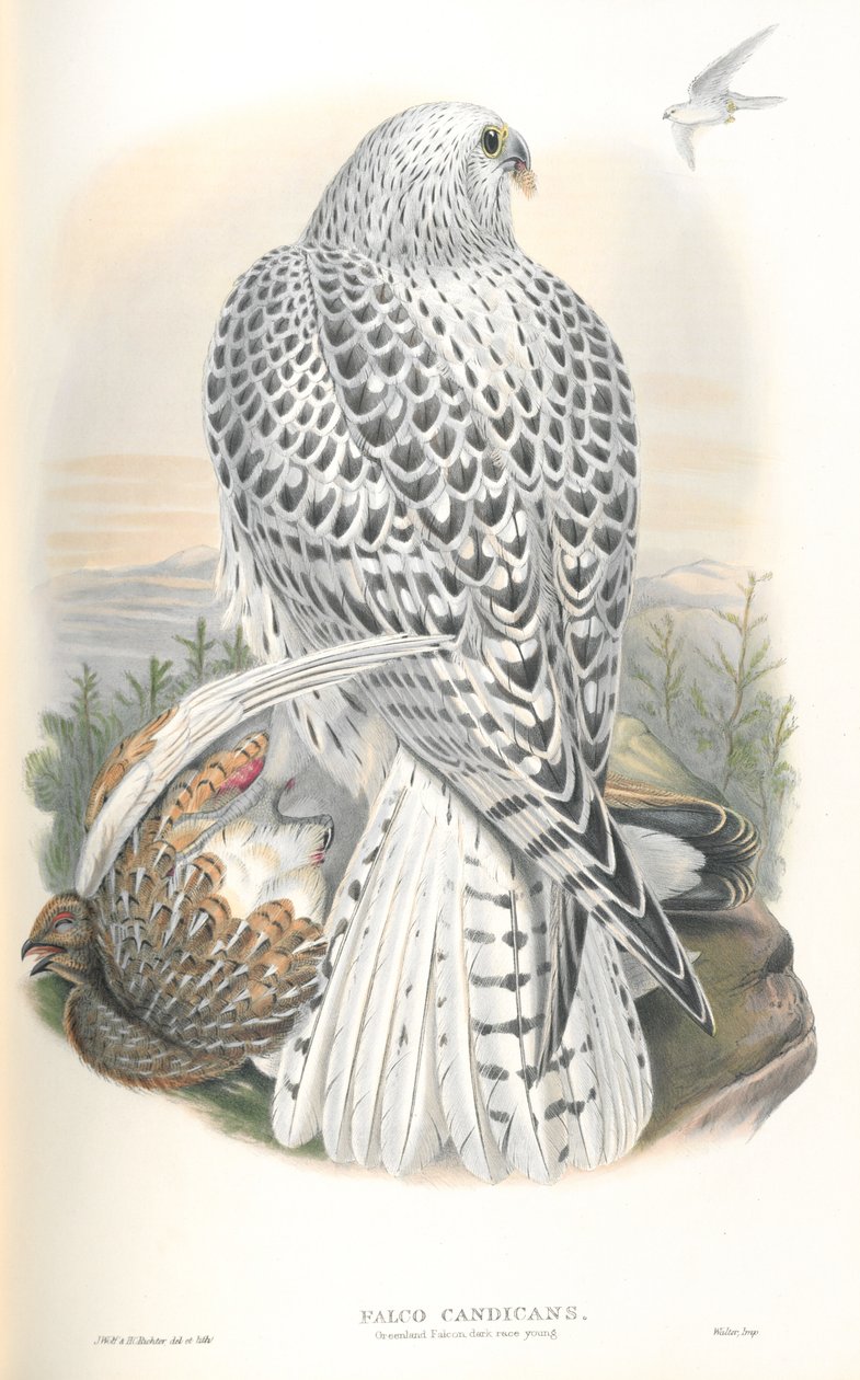 Illusztráció: Falco Candicans (Greenland Falcon Dark Race) alkotó: John Gould