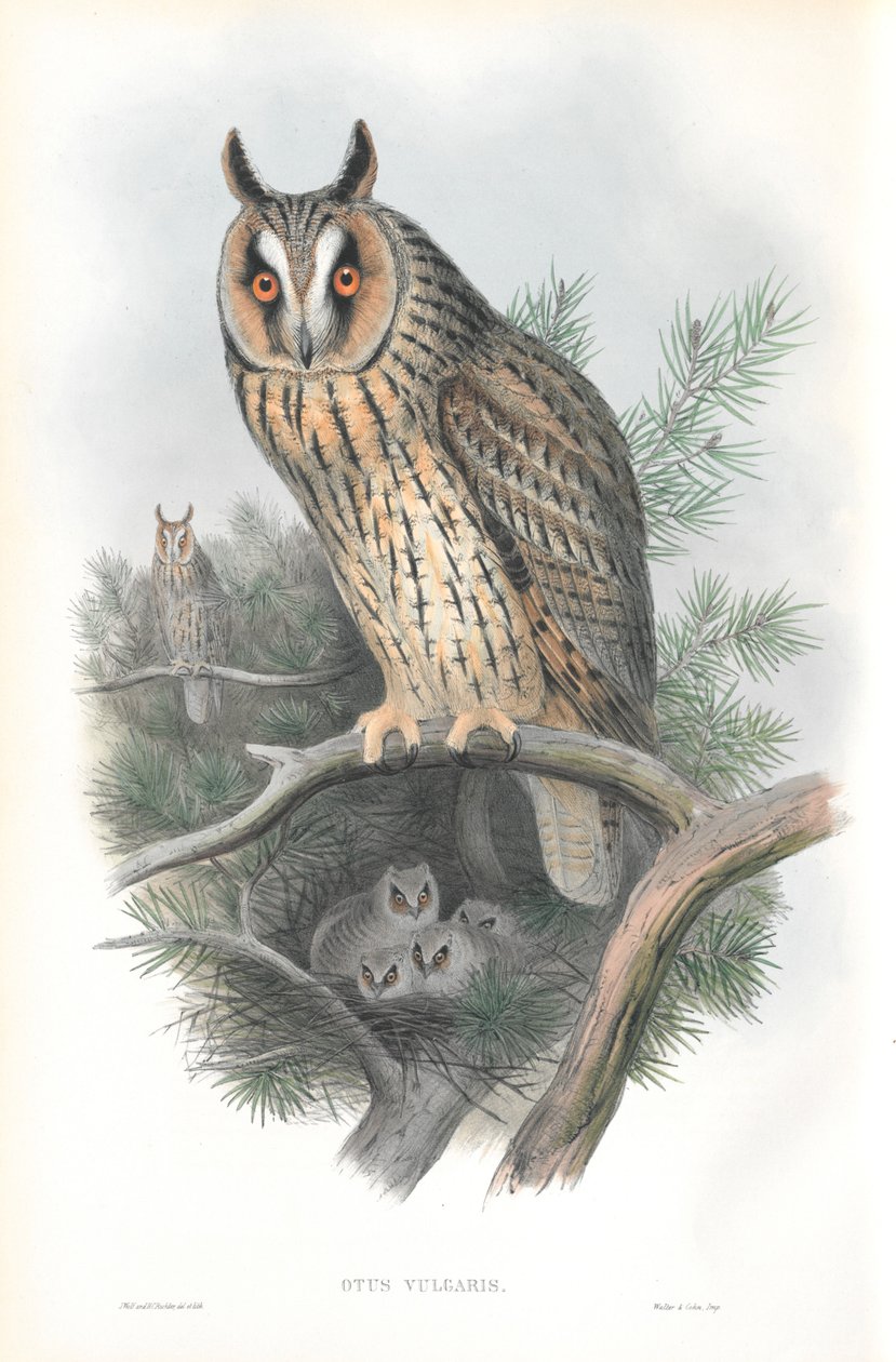 Otis Vulgaris (hosszúfülű bagoly) illusztrációja alkotó: John Gould