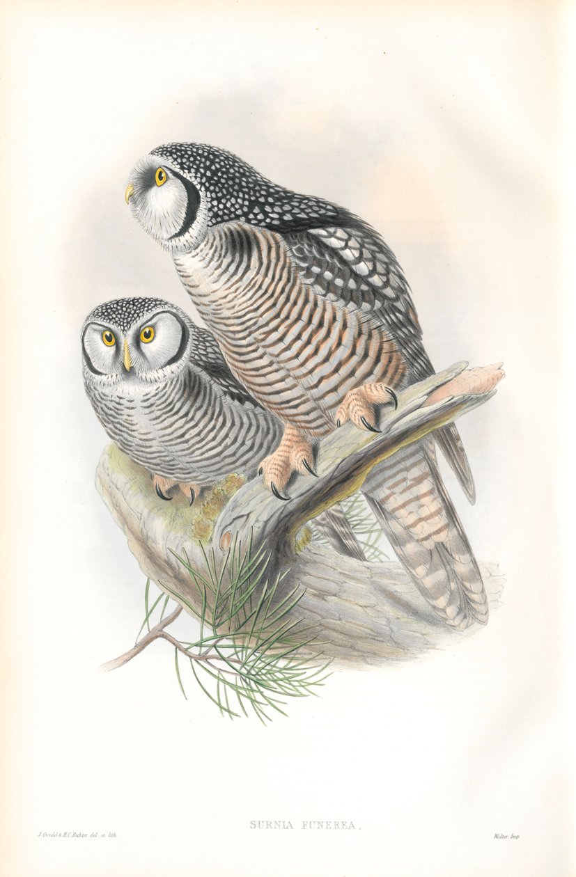 Illusztráció: Surnia Funerea (sólyombagoly) alkotó: John Gould