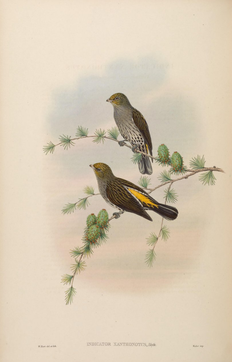 Xanthonotus indikátor alkotó: John Gould