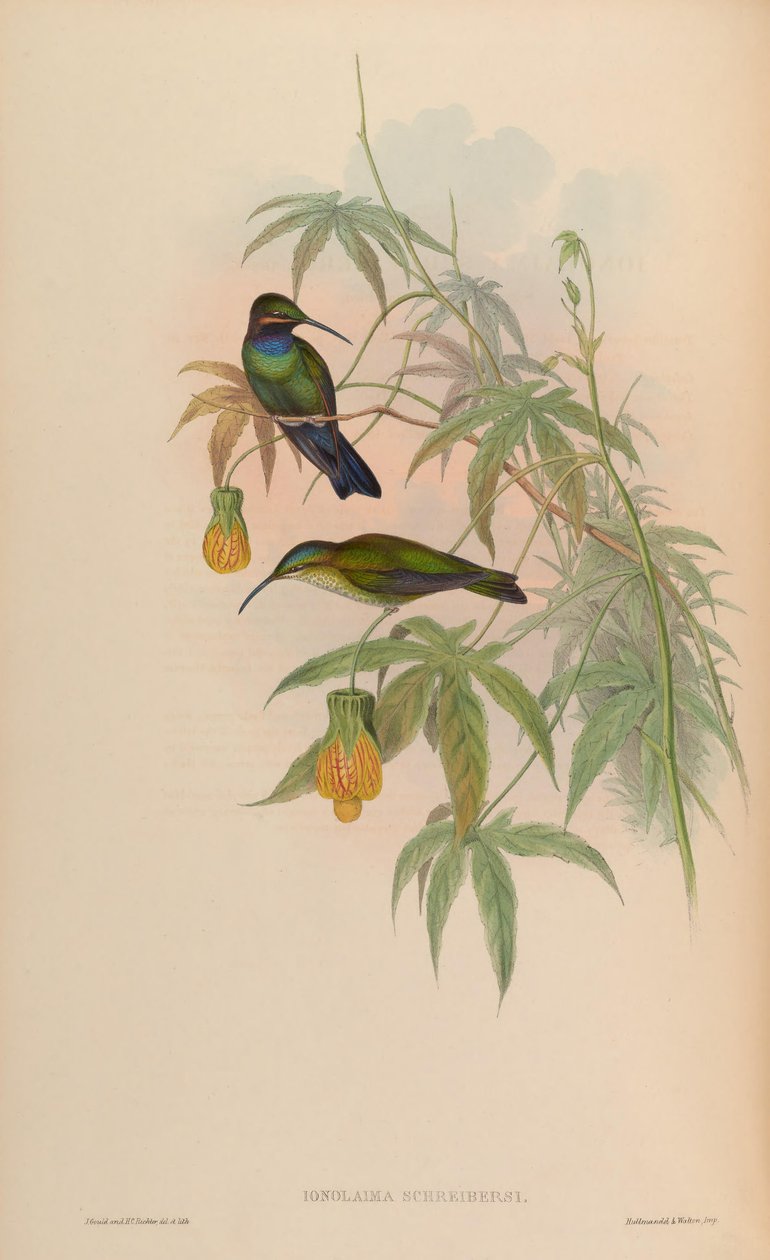 Inolaima schreibersii = Heliodoxa schreibersii alkotó: John Gould