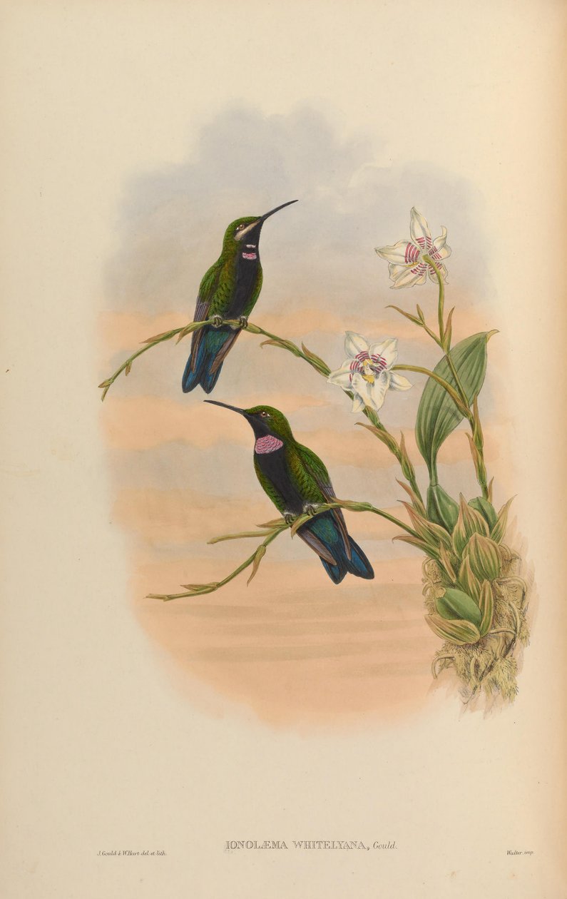 Ionolæma whitelyana = Heliodoxa schreibersii whitelyana alkotó: John Gould