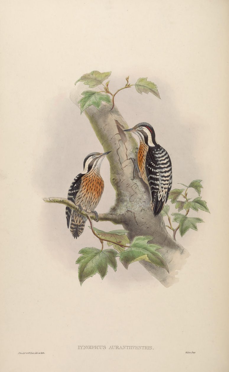 Iyngipicus aurantiiventris = Dendrocopos canicapillus aurantiiventris [2] alkotó: John Gould