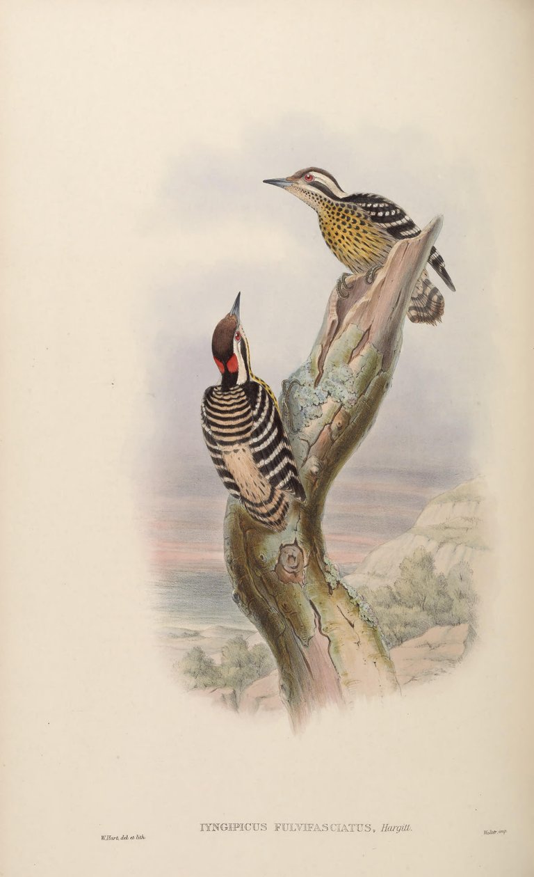 Iyngipicus fulvifasciatus = Dendrocopos maculatus fulvifasciatus alkotó: John Gould