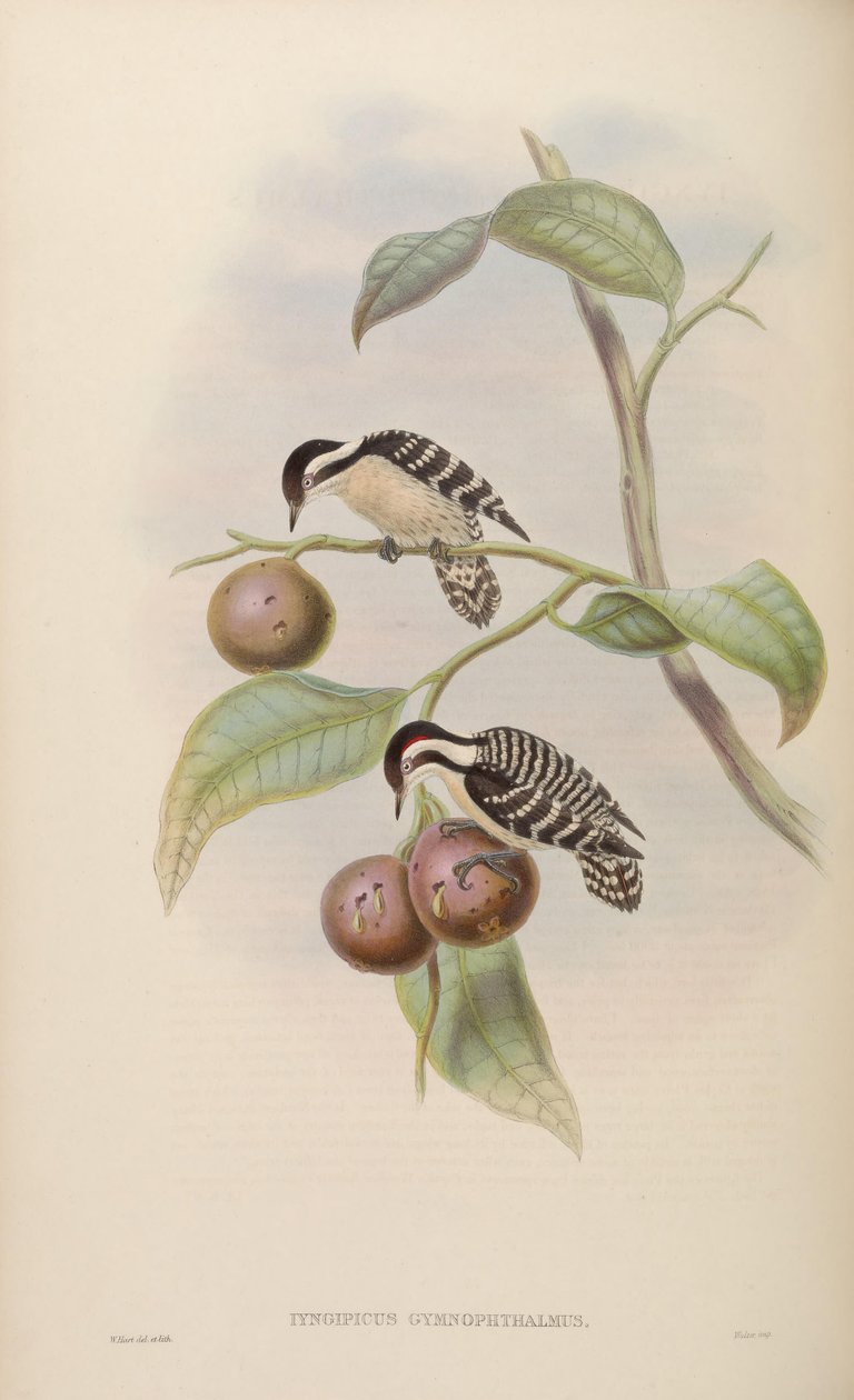 Iyngipicus gymnophthalmus alkotó: John Gould