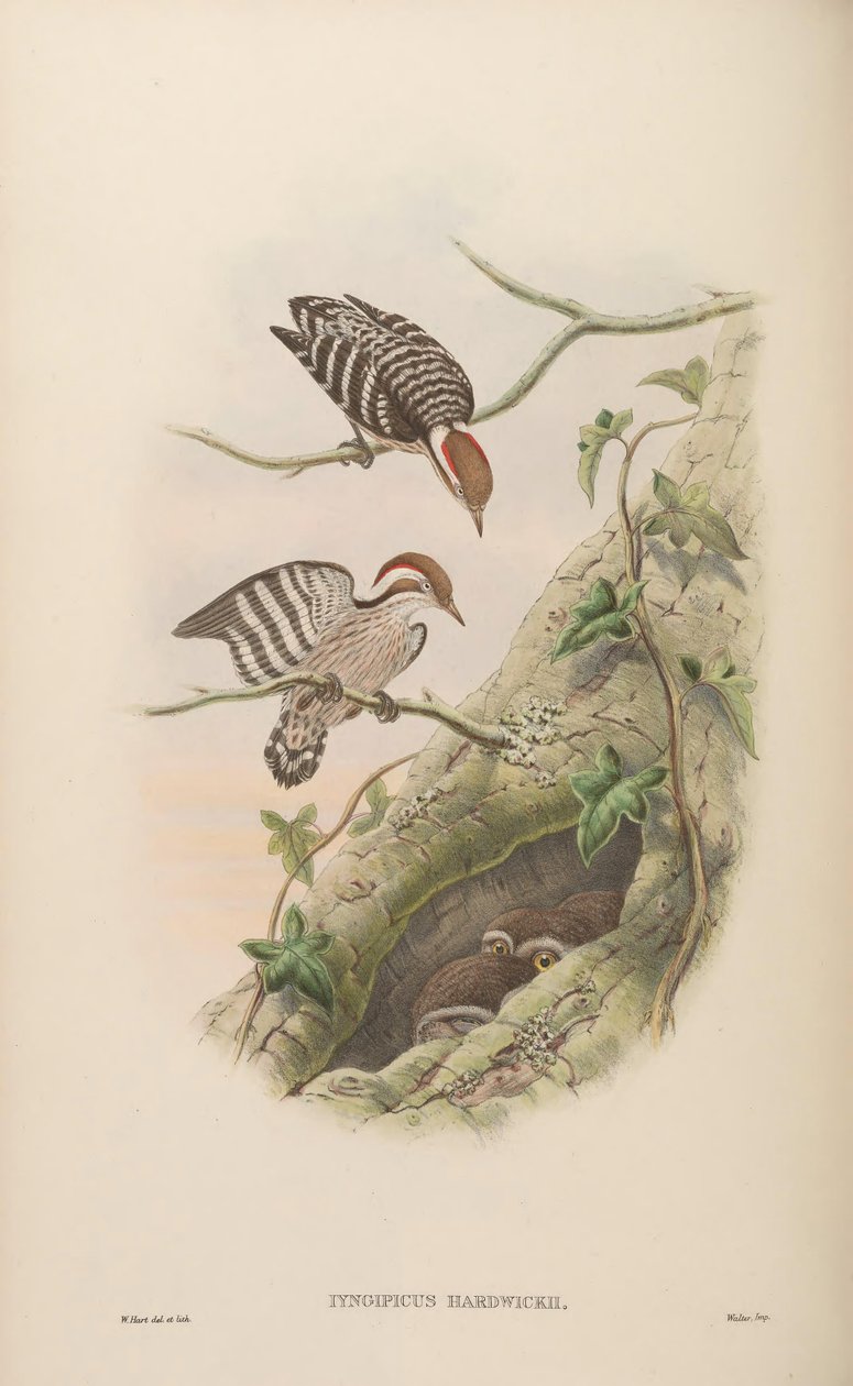 Iyngipicus hardwickii = Dendrocopos moluccensis hardwickii alkotó: John Gould