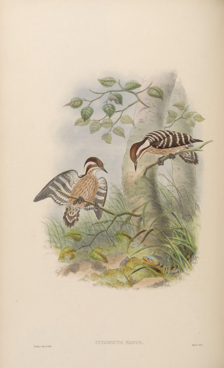 Iyngipicus nanus = Dendrocopos nanus alkotó: John Gould