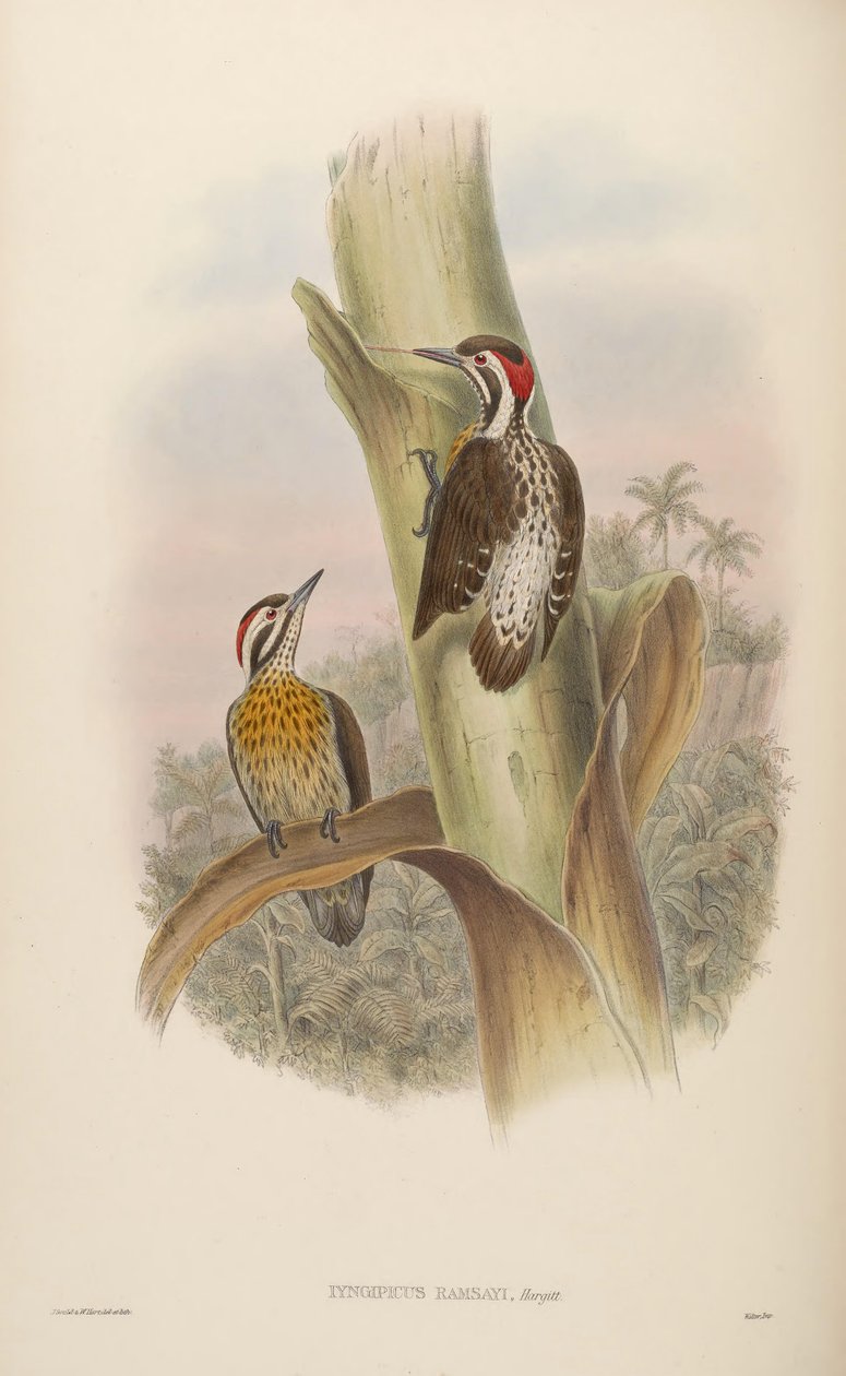 Iyngipicus ramsayi = Dendrocopos ramsayi ramsayi alkotó: John Gould