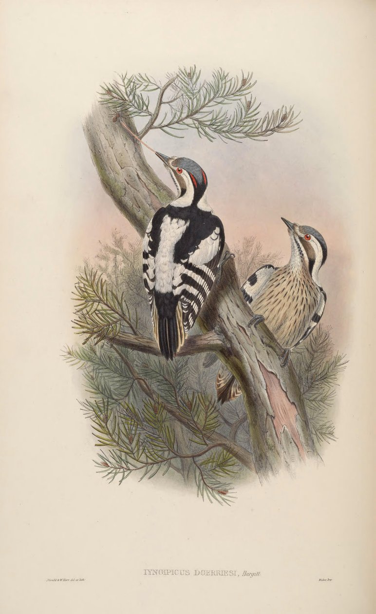 Iyngipicus scintilliceps = Dendrocopos canicapillus scintilliceps [2] alkotó: John Gould