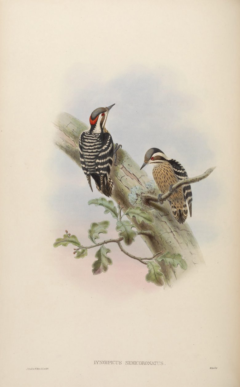 Iyngipicus semicoronatus = Dendrocopos canicapillus semicoronatus [2] alkotó: John Gould