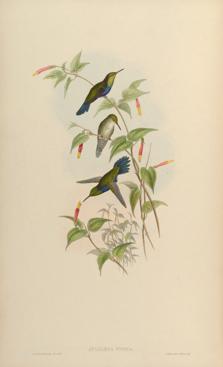 Juliamyia typica = Damophila juliae alkotó: John Gould